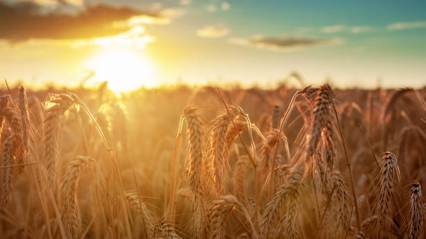 istock Wheat field rural scene at sunset. 1462288439