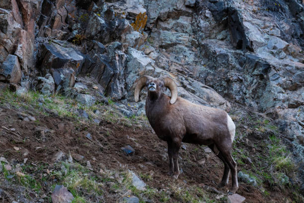 istock Bighorn sheep, Ram, male animal 1462288526