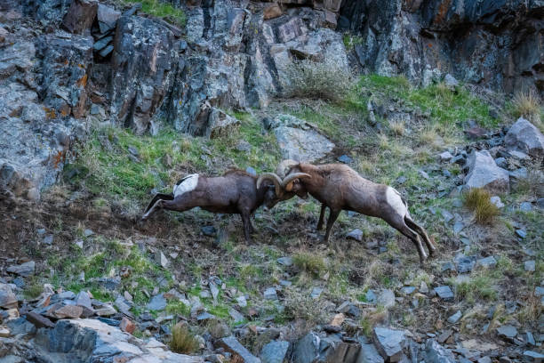 istock Bighorn sheep, Ram, male animal fighting 1462288536