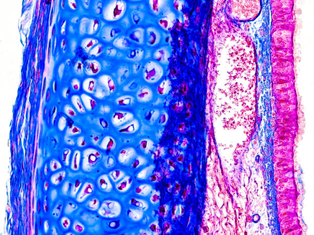 layers of trachea wall under the microscope - optical microscope x400 magnification layers of trachea wall under the microscope - optical microscope x400 magnification lamina propria stock pictures, royalty-free photos & images