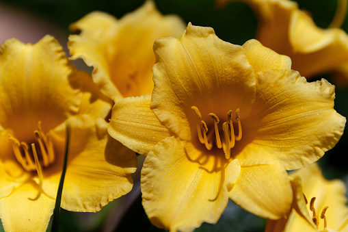 Hemerocallis Stella de Oro beautiful yellow flower in the garden.