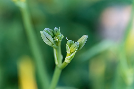 Hemerocallis Stella de Oro and Happy Hooligan macro green flower bud in the garden.