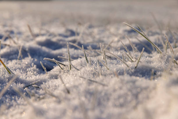 istock Yellow grass covered with snow and ice in winter 1462295389