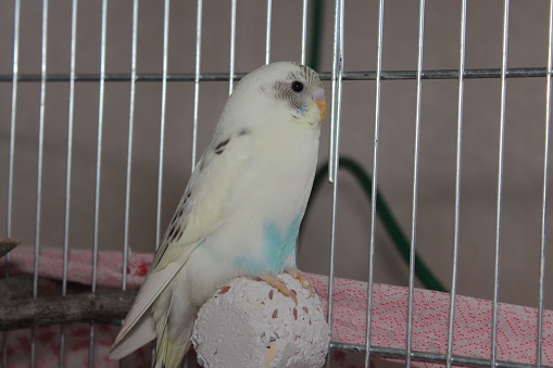 Parakeet perched in cage. Cute young happy white and blue factor budgie.