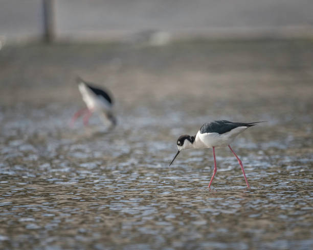 ein stelzen sucht nach nahrung - himantopus himantopus mexicanus stock-fotos und bilder