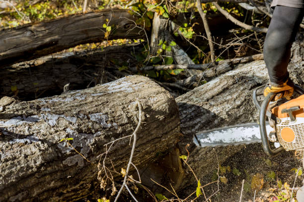 istock After a hurricane, a tree fell and was cut with a chainsaw 1462296993