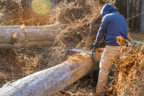 istock Using a sawing chain saw, a service worker cuts down trees into a forest destruction and ecological disaster. 1462297092