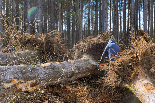 Treee Being Cut Worker Cutting Down Tree With Chain Saw Destroying A Forest And Causing ...