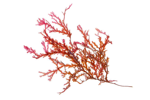 istock Rhodophyta seaweed or red algae isolated on white 1462297213
