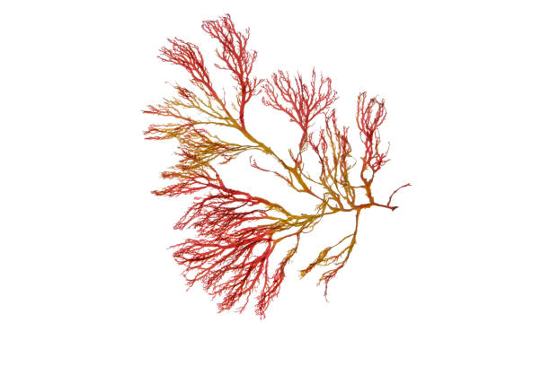 istock Red seaweed or rhodophyta branch isolated on white 1462297219