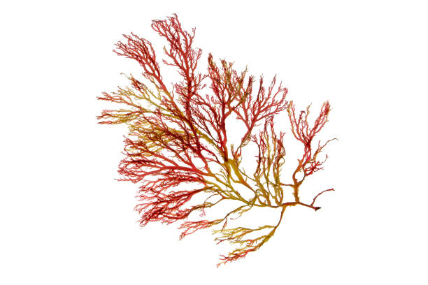 istock Rhodophyta or red seaweed branch isolated on white 1462297225