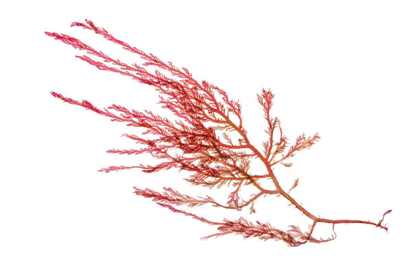 istock Red seaweed or rhodophyta algae isolated on white 1462297227