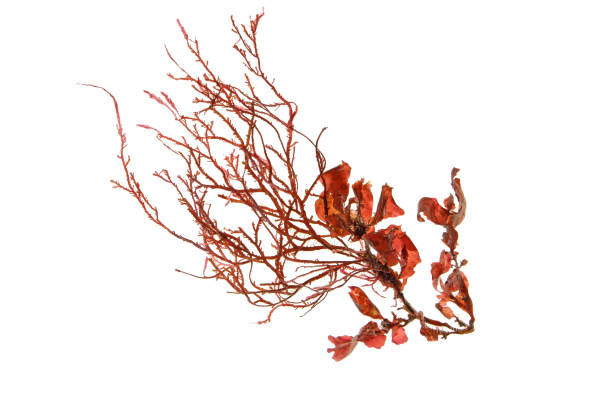 Red seaweed or rhodophyta algae isolated on white Red seaweed or rhodophyta algae branch isolated on white red algae stock pictures, royalty-free photos & images