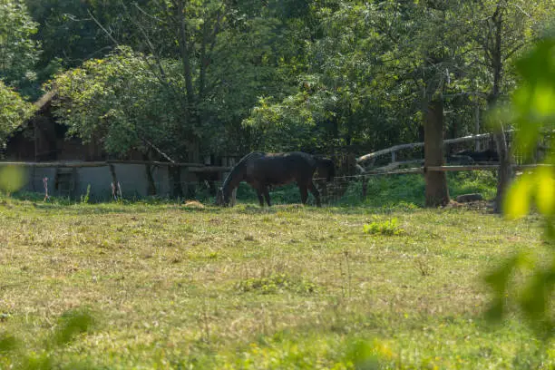 Horse eating fresh grass