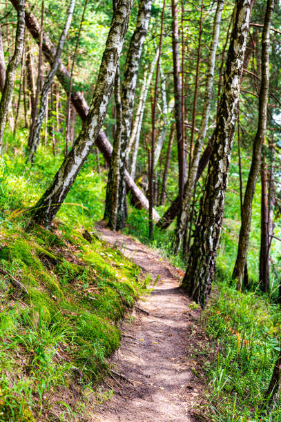 istock Curved pathway on the mixed forest slope. Birch pine and other trees in Asveja Regional Park in Lithuania. Some fallen trees in the forest. 1462305669