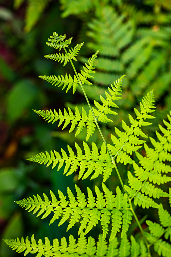 Unique pointed shape of the young light green fern plant leaves growing in the forest