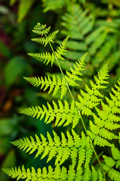 forma pontiaguda única das folhas jovens da planta de samambaia verde clara que crescem na floresta antiga - fern stem bracken leaf - fotografias e filmes do acervo