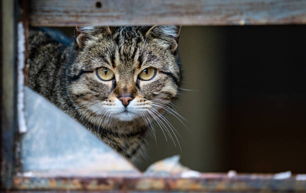 istock Portrait of a cat 1462308386