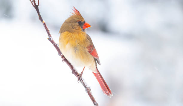 istock Female Cardinal in Winter 1462310679