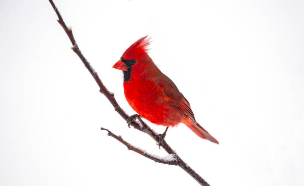 istock Male Cardinal in Winnter 1462310712
