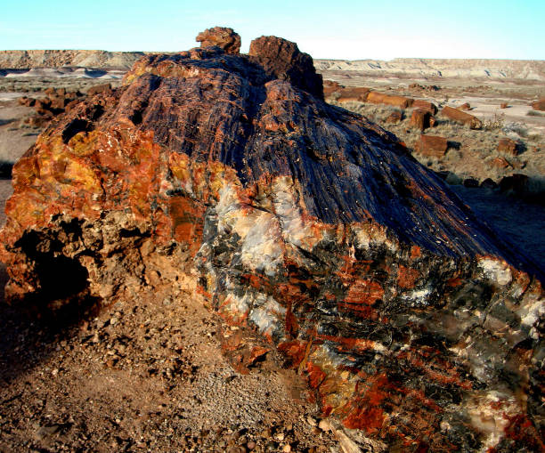 istock Fossil woods in Petrified Forest National Park 1462310990