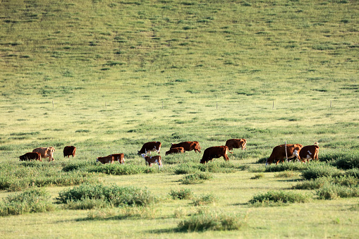 A herd of cattle was grazing on the prairie， Cows are grazing on the grassland