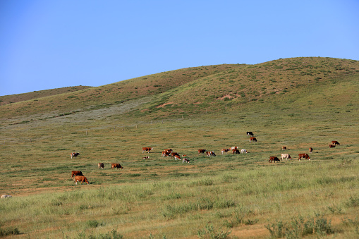 A herd of cattle was grazing on the prairie， Cows are grazing on the grassland