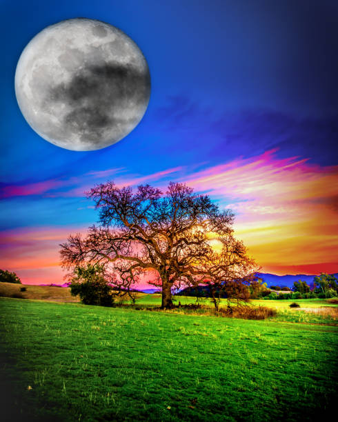 Super full moon with silhouette tree in night sky with text copy space. Lone moon and tree show live alone, Halloween and save nature concept. Silhouette tree on green grass field with big blue moon.