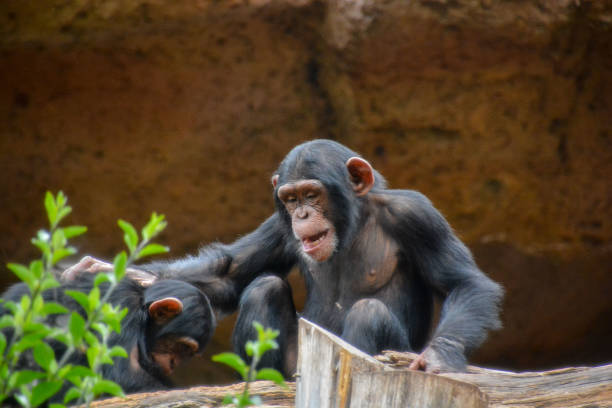 istock Black Chimpanzee Mammal Ape 1462330981