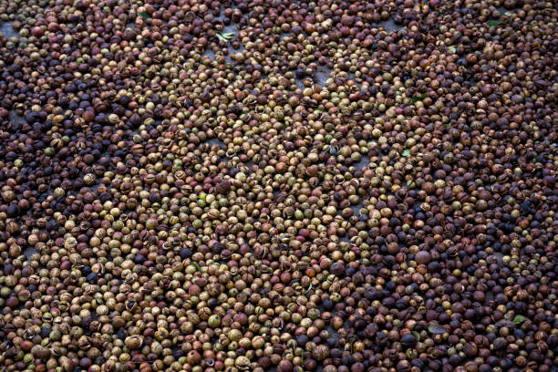 Mature seeds of camellia tree, raw material of pressed tea oil