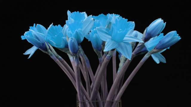Blooming Flowers. Amazing Time Lapse Sequence