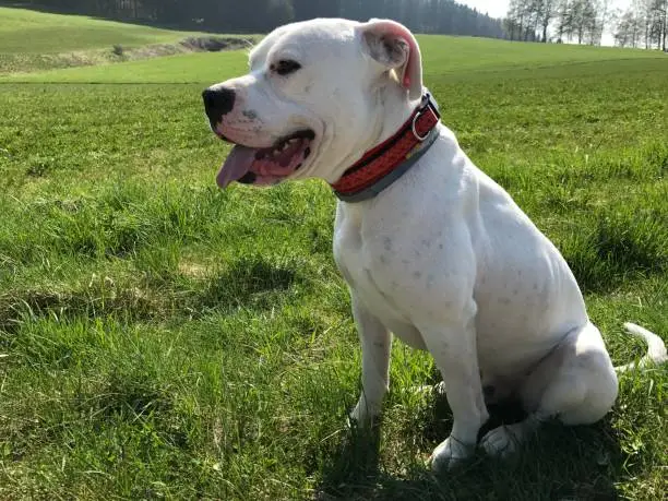 Photo of Dog white Dogo Argentino sitting Bavaria