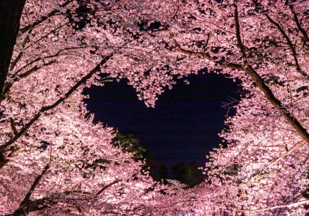 hermosas flores de cerezo - prefectura de aomori fotografías e imágenes de stock
