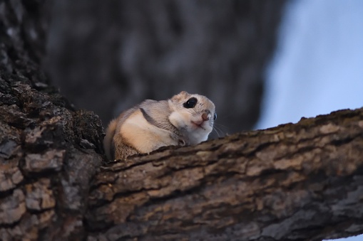 Siberian flying squirrel sitting and eating on a branch
