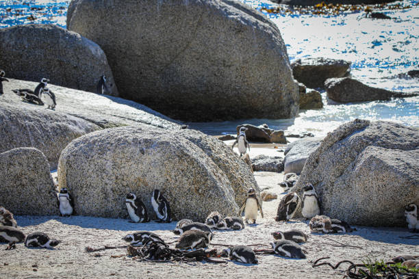 istock The Penguins of Boulders Beach 1462382751