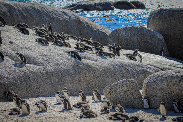 istock The Penguins of Boulders Beach 1462382757