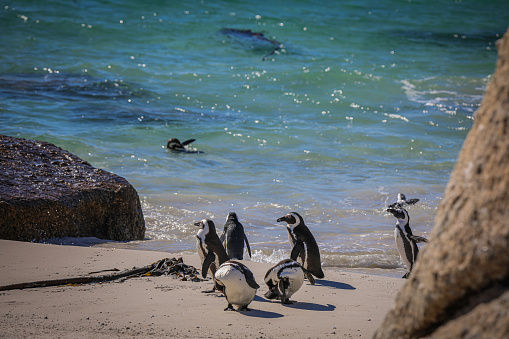 Boulder´s Beach: Protected colony of the last free living Penguins of South Africa