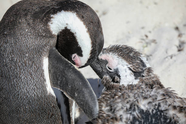 Two wild adult African Penguins (Spheniscus demersus) also known as Jackass Penguin, close up of a pair  outside their burrow, South Africa