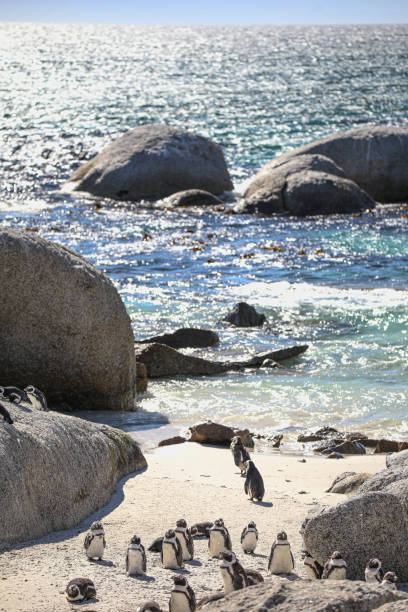 istock The Penguins of Boulders Beach 1462383286