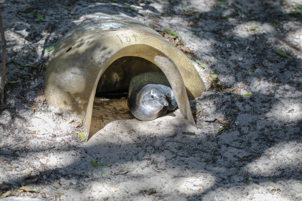 A red eared slider turtle isolated on white wearing a protective face mask during a pandemic.