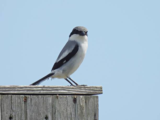istock Loggerhead Shrike (Lanius ludovicianus) -perched on top of a bat house 1462383386