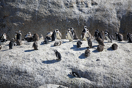 Cape Town, South Africa - A mixed batch of Jackass and Rockhopper Penguins. Some are seen to be tagged on the left shoulder.