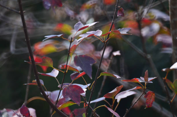 istock a Red and yellow foliage, Autumnal leaves 1462385512