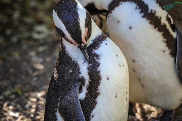 istock The Penguins of Boulders Beach 1462385921
