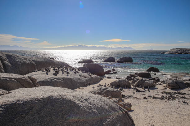 Boulder´s Beach: Protected colony of the last free living Penguins of South Africa