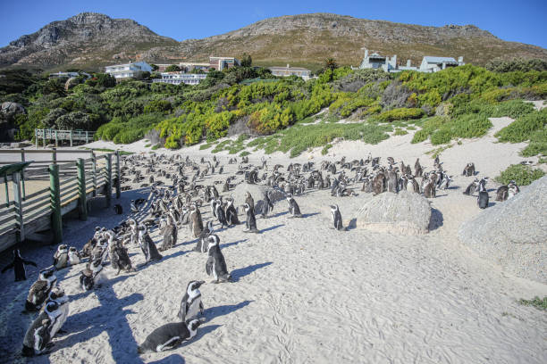 os pinguins de boulders beach - cape town jackass penguin africa animal - fotografias e filmes do acervo