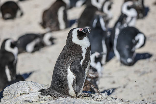 istock The Penguins of Boulders Beach 1462386798