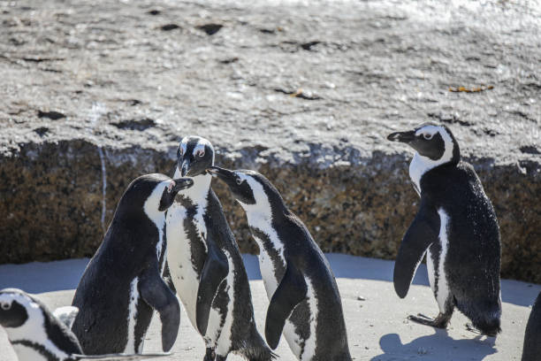 istock The Penguins of Boulders Beach 1462387705