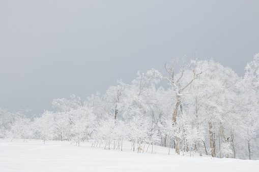 Trees on a mountain top covered in thick white snow and rime frost on overcast snowy day