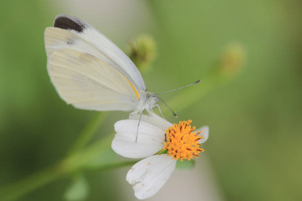 istock a butterfly insect, the nature concept image 1462389730